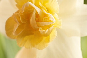 Daffodil blooming; Lincoln, Nebraska - 758251769