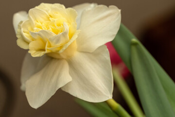 Daffodil blooming; Lincoln, Nebraska - 758252154