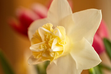 Daffodil blooming; Lincoln, Nebraska - 758252158