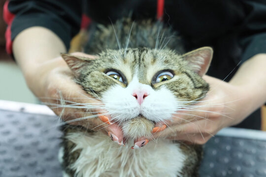 The groomer rubs a restorative mask into the cat's fur.