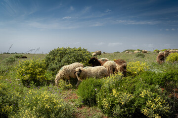 Fototapeta premium a flock of sheep graze in a meadow in Galdar. Gran Canaria. Canary Islands 