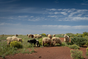 Fototapeta premium a flock of sheep graze in a meadow in Galdar. Gran Canaria. Canary Islands 
