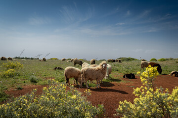 Obraz premium a flock of sheep graze in a meadow in Galdar. Gran Canaria. Canary Islands 