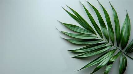 Fototapeta na wymiar Close-Up of a Green Leaf on White Background