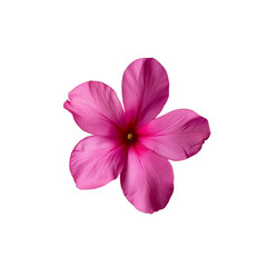 Spring blooms, bougainvillea flower isolated, png Transparent Background