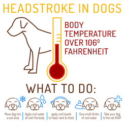 Dog heat stroke. What to do. Medical infographic.