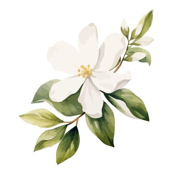 Watercolor Painting of jasmine flower, isolated on a white background, Illustration clipart, Drawing & Vector, Graphic art. 