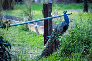 peacock in the grass