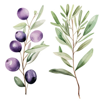 Watercolor painting vector of black olives with branches and leaves on a white background, Drawing clipart, Illustration & Vector, Graphic Painting, art design.