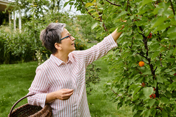 mature good looking merry woman with glasses collecting fruits into straw basket in her garden