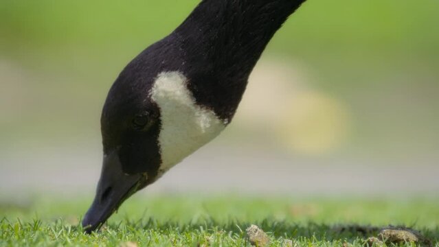 Canadian goose eating grass of the park lawn in summer. Slow motion, close up. 