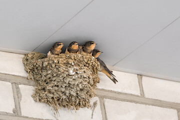 Chicks in a nest under the roof. Swallow chicks are hungry and waiting for their mother.