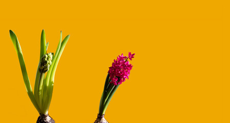 bud and blooming red hyacinth, two hyacinths on a yellow background
