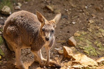 Naklejka premium portrait kangaroo in the wild