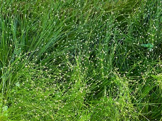 Decorative grass plant Scirpus cernuus Isolepis cernua,  low bulrush. - obrazy, fototapety, plakaty