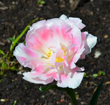 Rosa Tulpe mit fransigen Bl&uuml;tenbl&auml;ttern