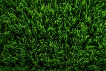 Deurstickers an image of a grass green background © Alexei