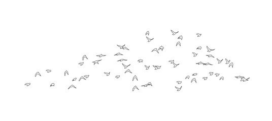 Flying birds silhouette flock. hand drawing. Not AI, Summer vector illustration