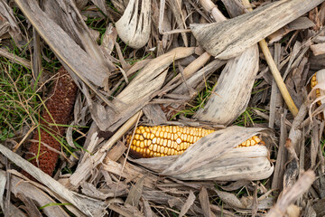 A corn cob is partially eaten and has a brown husk