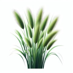 Obraz premium Green cane reed grass isolated on a white background 