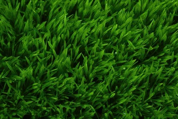 Zelfklevend Fotobehang an image of a grass green background © Alexei