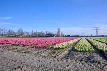 white and pink hyacinth field along the sand ditch in Sassenheim, Teylingen