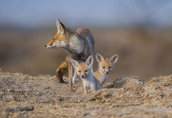 Desert fox and Pups 