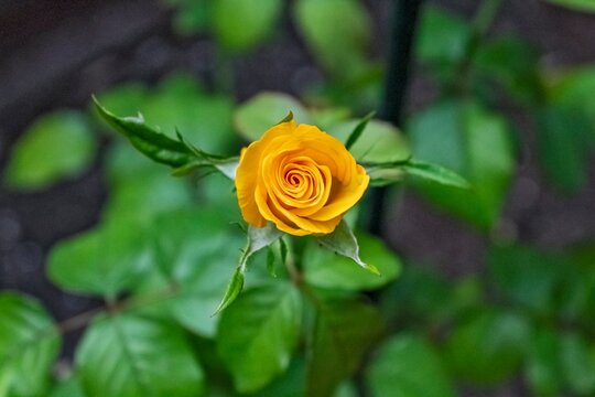 Rose, Yellow rose, Rose flower image