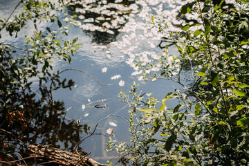 The image features a small stream surrounded by trees. 6280