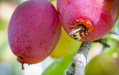 Wasps eating plums on a tree in a UK garden