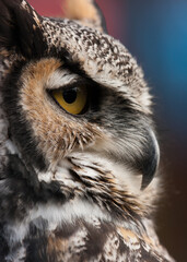 Looking off in the distance with its piercing yellow eyes is a Great Horned Owl.