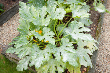 Powdery mildew on leaves of courgette (zucchini) plants, UK