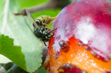 Wasp eating a ripe plum on a tree growing in a UK garden