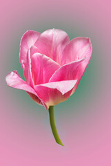pink tulip flower on a bright background
