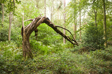 Twisted dead tree in a forest, Buckinghamshire, UK