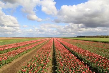 a beautiful large bulb field with red tulips and a blue sky with white clouds in holland in springtime