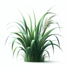 Obraz premium Green cane reed grass isolated on a white background 