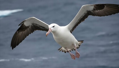 An Albatross With Its Wings Spread Wide Preparing - Powered by Adobe