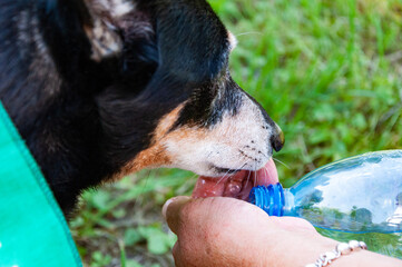 Thirsty dog drinking water outdoor. Dog pet drink water from hands. Hot summer day. Puppy feel thirsty in summer. Dog thirst at hot weather. Drinking water. Refreshing drink
