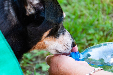 Dog pet drink water from hands. Hot summer day. Puppy feel thirsty in summer. Dog thirst at hot...