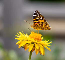 butterfly on yellow flower