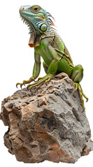 Iguana Sitting on Top of a Rock - Transparent background, Cut out