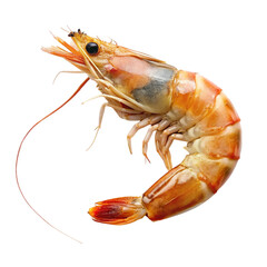 Shrimp isolated on transparent background.