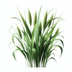 Fototapeta na wymiar Green cane reed grass isolated on a white background 