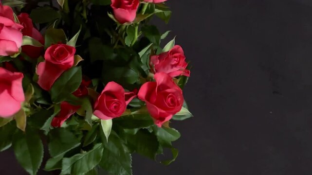 Close up of a woman taking care of red roses and putting them in a vase, grey wall and table