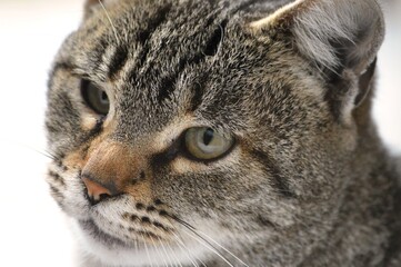 colorful cat with green eyes