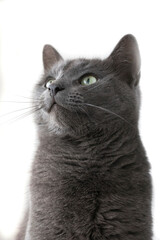 russian blue, shorthair cat isolated on white - 758271373