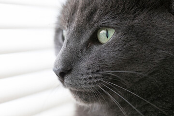 russian blue cat looking through the window, portrait  - 758271379