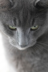portrait of a cat, russian blue cat - 758271387