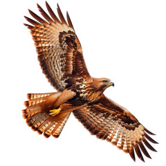 Hawk Soaring - Transparent background, Cut out
